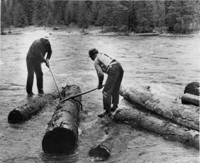 Two men use peavies to push a log back into river as one stands on a rock, the other on other logs. The description on the back of the photograph reads: 'Camp dogs prodding a stranded log, the peavy men perch on midstream rocks to return the tree length to the racing current of the Clearwater.'