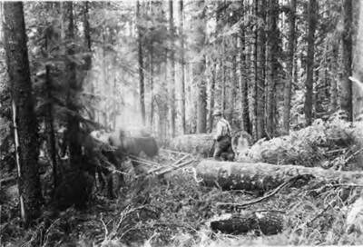 A man drives his two-horse team hitched to a log to skid it down the hillside.