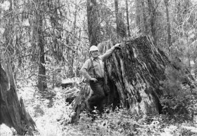 A man stands next to a white pine stump with a seedling growing out of it.