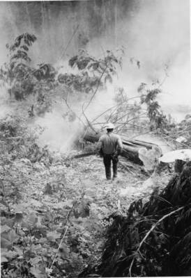 A logger kicks up leftover ash from the Mt. St. Helens eruption. Written on the back of the photograph: 'Following St. Helens May 18 eruption last year, dust clouds rose when trees were felled at several Potlatch logging sites like this one near St. Maries, Idaho. Even now, abrasive ash clings to some of the "limby" timber in Potlatch's Idaho forests.'
