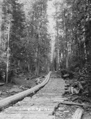 A log flume runs through the forest. To its right is a partial wooden walkway.