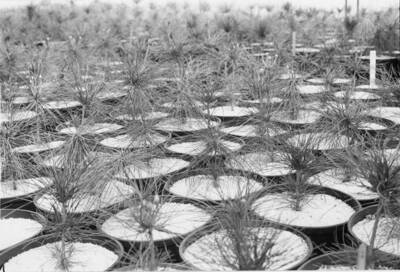 Hundreds of seedlings wait to be taken into Idaho forests and replanted.
