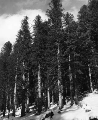 A strand of old-growth cedar grow on the hillside on Middleton Creek, North East of Headquarters, Idaho.