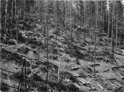 Brush piles lie on a partially logged hill. The description on the back says 'Fox Cr. Cooperative area on state land. Brush Piles.'