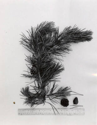 A pinecone and a branch of the Lodgepole Pine.