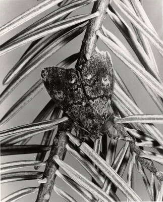 Close-up view of the adult male Douglas-fir tussock moth, which can be distinguished by its wings, while the female moth is wingless. The moths mate in summer.