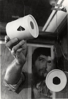 Symbolic of the quest for new tools to help combat Douglas-fir tussock moth outbreaks, Dr. Gary Daterman, a U. S. Forest Service research scientist at Corvallis, Oregon, watches intently to see if caged male moths will be trapped by the lure of the female tussock moth's sex attractant. If the sex attractant can be manufactured synthetically, it might be used as an early warning device to help detect tussock moth infestations before they reach epidemic proportions.