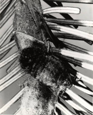 Close-up view of the wingless female Douglas-fir tussock moth in the adult stage. After mating with the winged male moth in the summer, female may lay as many as 250 eggs on the cocoon from which she emerged.