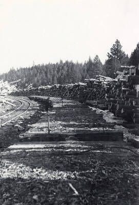Logs piled beside the railway line.