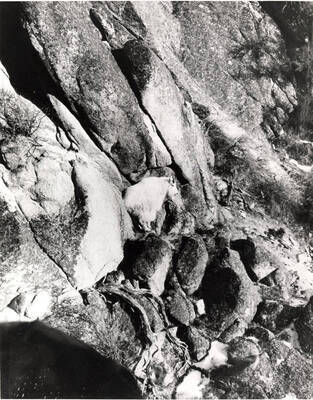 A Rocky Mountain goat stands on a rock on a steep rock wall.