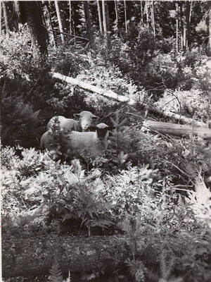 Two sheep graze in the forest.