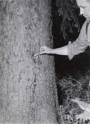 An example of a spruce tree showing the holes bored into the bark by the spruce beetle. This tree has been heavily attacked. The little dark spots all show entrance holes into the tree. The bug bores into the tree and lays its egg which develops into the pupa stage, then a worm, and finally into the beetle itself. they girdle the tree, killing it.
