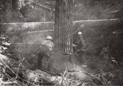 A man uses a chainsaw to cut a log after it was felled.