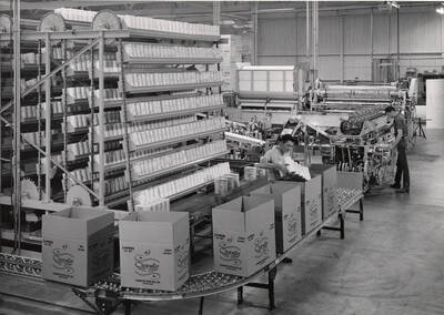 A young man packs toilet tissue into boxes at the Clearwater plant.
