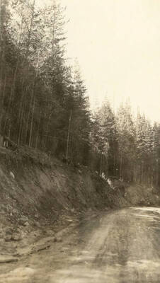 40-45 year old reproduction of white pine 1 1/2 miles north of Clarkia, Idaho