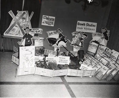 A display of the growth studies conducted by Dixon Nurseries in Clarkston, Washington. In the display are a number of flowers being grown with and/or without Potlatch garden-lawn food. Next to the display are bags of Potlatch lawn food.