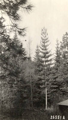 Thirty year old western white pine western larch western yellow pine and white fir.