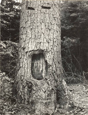 The description on the back of the photograph reads 'Mullan Tree in 4th of July Canyon between Wallace and Coeur d'Alene.'