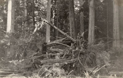 A man stands on a pile of brush left by county road builders.