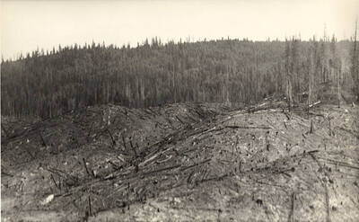 Burned trees litter the ground after a controlled burn on a specific area. Untouched forest stands in the background.