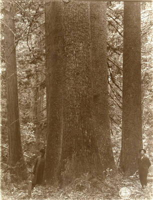Two men stand near "Four very large white pines close together, SE NE 8/39/2." Description taken from American Lumberman papers found within the folder. Photograph taken between September 28 and October 4.