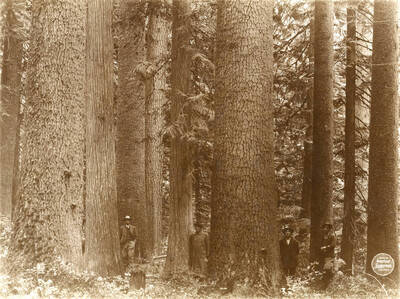 Broad view of same clump [at SE NE 8/39/2], showing more trees, but first long only. Four men stand in amongst the trees. Description taken from American Lumberman papers found within the folder. Photograph taken between September 28 and October 4.