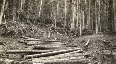 White pine fir type before the broadcast burn