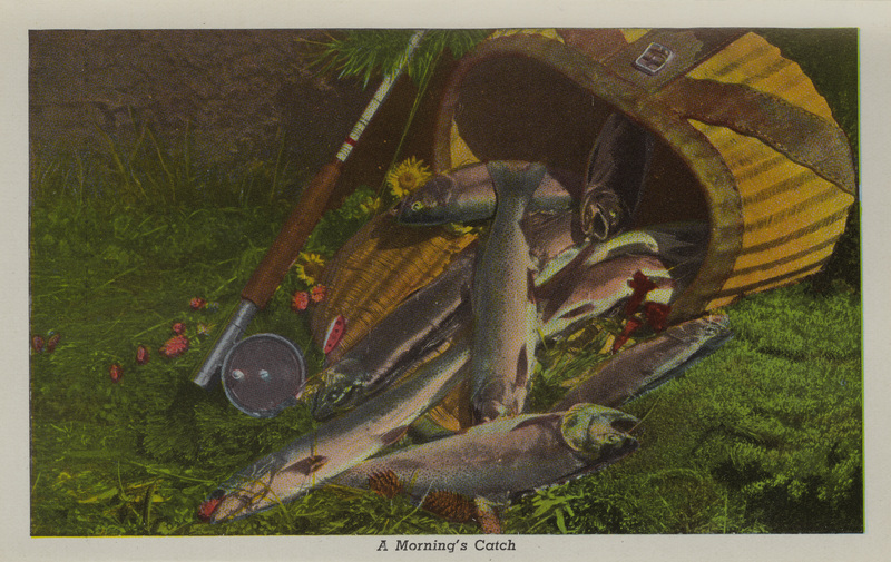 Postcard is part of a postcard packet. Image is of fish and a fishing basket.
