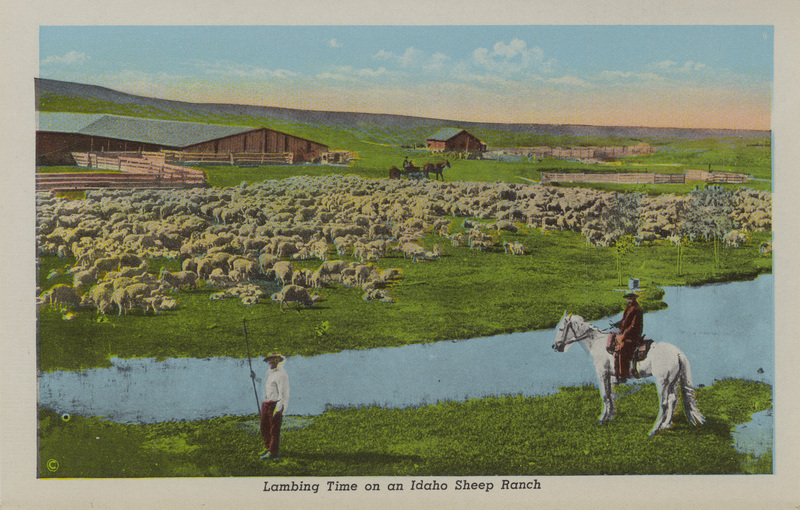 Postcard is part of a postcard packet. Image is of men tending sheep on an ranch in Idaho.