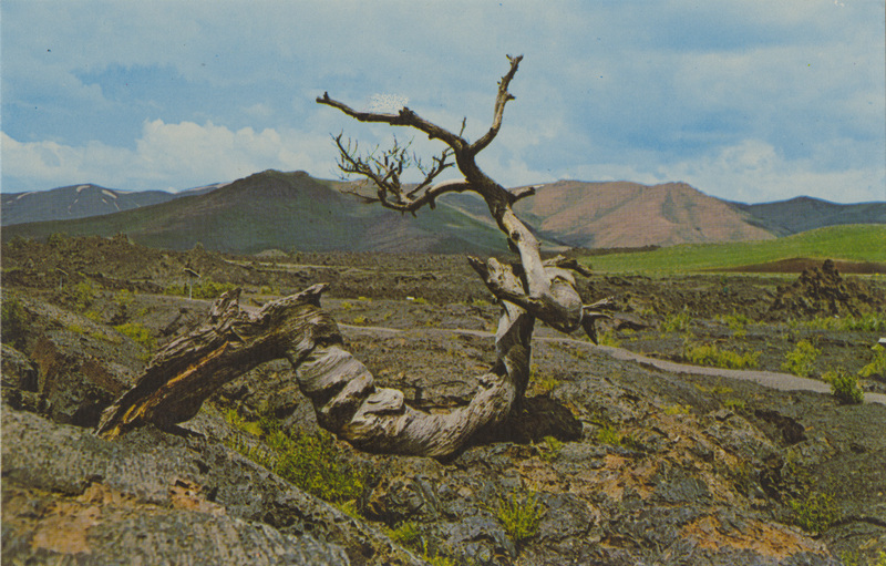 Postcard of a tree at the Craters of the Moon National Monument.