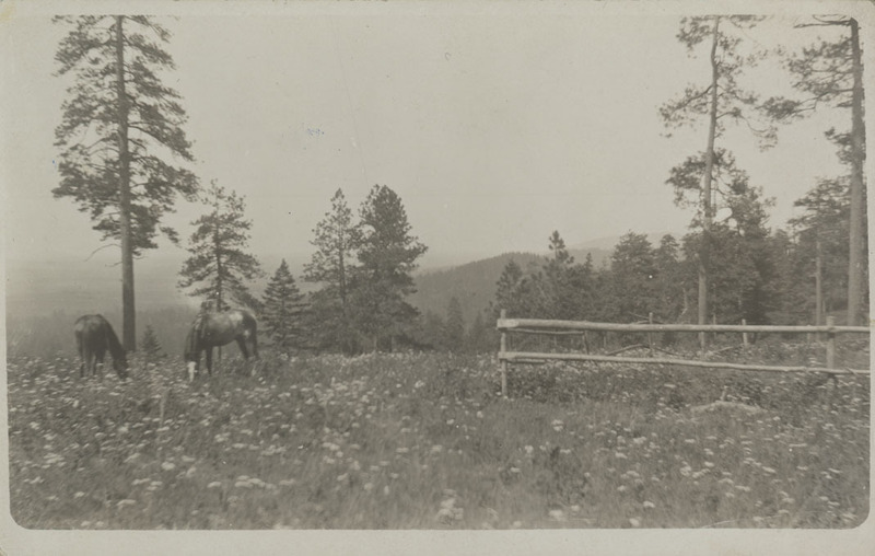 Postcard of the Warren T. Shepperd homestead southwest of Plummer, Idaho.