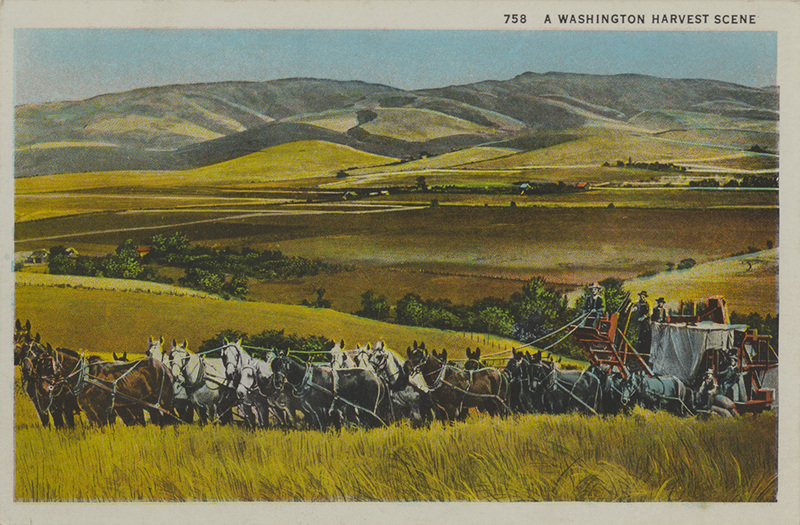 Postcard of a horse drawn combine harvesting grain in fields near Pullman, Washington.