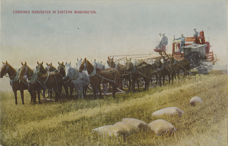 Postcard of a horse drawn combine harvesting grain in fields in Eastern Washington.