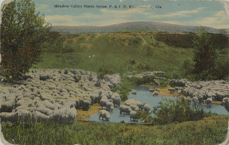 Meadow Valley Sheep Scene. Pacific & Idaho Northern Railway. Council(?), Idaho.