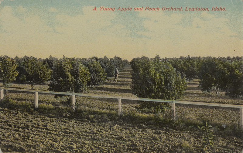A young apple and peach orchard, Lewiston, Idaho.