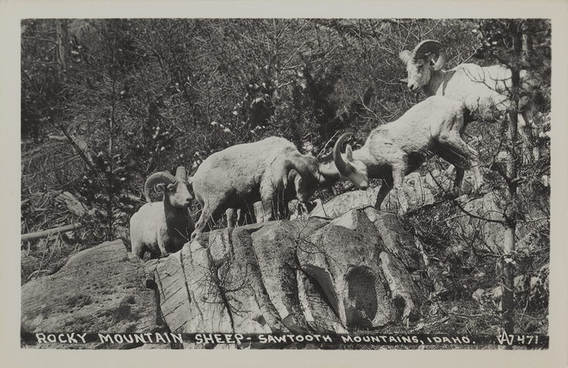 Postcard of Bighorn Sheep in the Sawtooth Mountains, Idaho.