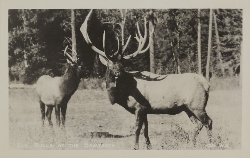 Postcard of Elk Bulls in the Sawtooth Mountains in Idaho.