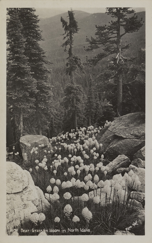 Postcard of Bear Grass blooming in the mountains of Idaho.