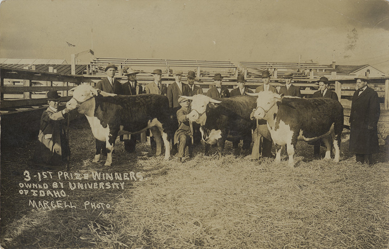 Postcard of prize winning cows at the University of Idaho.