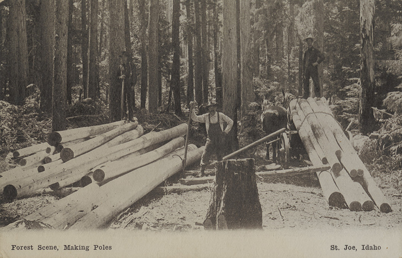 Postcard of loggers making poles in the St. Joe forest, Idaho.