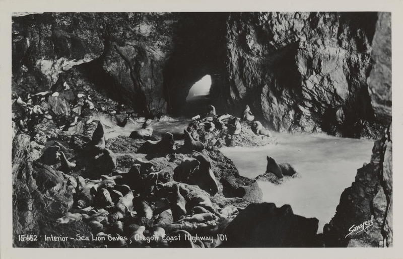Postcard of Sea Lions at the Sea Lion Cave near Florence, Oregon.