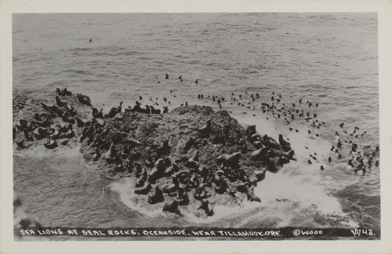 Postcard of Sea Lions on rocks near Tillamook, Oregon.