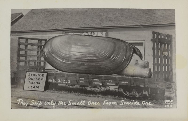 Postcard of a giant Razor Clam in Seaside, Oregon.