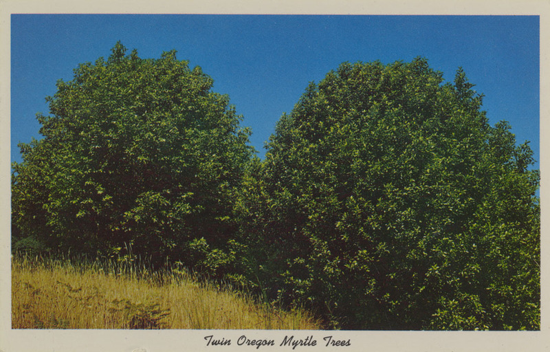 Postcard of Myrtle trees. |  Twin Oregon Myrtle Trees. These trees grow in a cone-like shape. The wood is hard and has many burls that are varicolored. The carving of the wood into useful products is one of Oregon's industries. Myrtle trees are grown only in Oregon and Palestine.