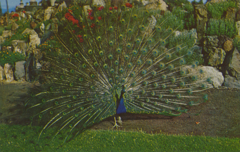 Postcard of a peacock at the Petersen Rock Garden near Redmond, Oregon. | Petersen Rock Gardens in Central Oregon between Redmond and Bend on old U.S. 97. Started as a hobby by Mr. Petersen from his gathering of Oregon native volcanic rocks and gems of many colors, he personally made them into many exhibits of castles, statues and pools. The setting is on his farm. The gardens have become so famous that a constant stream of tourists see them daily.