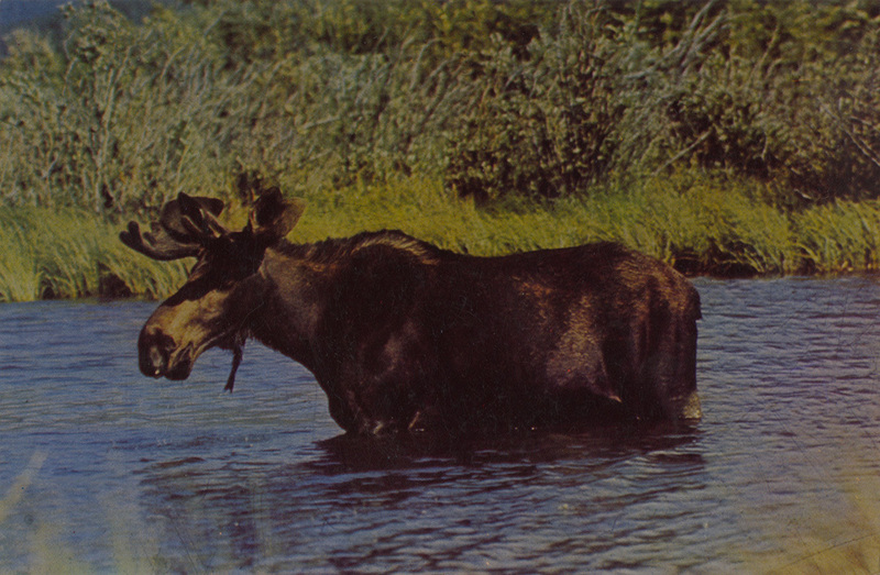 Postcard of a Moose in Yellowstone National Park, Wyoming. | Northern Moose in his favorite feeding grounds.