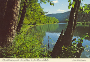 Postcard of the St. Joe River. | Massive Cottonwood trees grace the shores of this serene river along its lower reaches. It is one of the highest navigable rivers in the world, and is used for log towing, boating, and many other water sports. The headwaters drain a portion of the West side of the Bitterroot Mtn. Range on the Idaho-Montana border. It empties into Lake Coeur d'Alene after flowing through Lake Chatcolet. View is near St. Maries, Idaho, enroute to Calder and Avery.