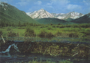 Postcard of a beaver pond on the Big Lost River with the Snowy Mountains in the background. | Beaver Pond - A beaver pond dams the north fork of the Big Lost River. The Snowy Mountains, in the background, are in the Boulder Chain of Idaho's Rocky Mountains.