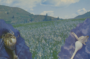 Postcard of a field of Camas flowers in Idaho. | Wild Camas growing near Highway #21, Idaho Boise Basin route. The Nez Perce Indians made flour from the dried bulbs and also ate them after steaming them in a pit preheated with hot rocks covered with dirt and drenched with water. These same Indians gave a quantity of Camas flower to the half starved Lewis & Clark party as they emerged from the Lolo Trail (1805) on their way to the Pacific Ocean.