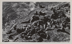 Postcard of Sea Lions at the Sea Lion Cave near Florence, Oregon.